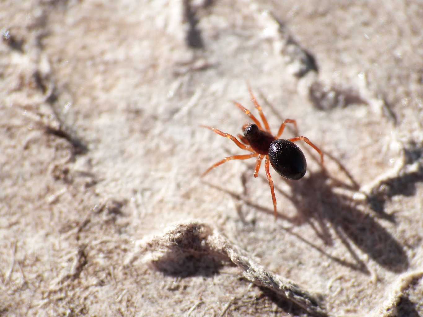 Piccolo Linyphiidae terricolo - Ostia (RM)